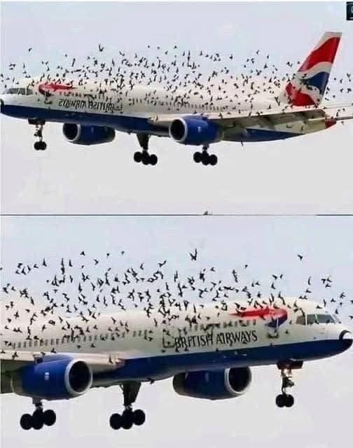 The pilot cried when he understood why the birds wouldn’t leave him alo..