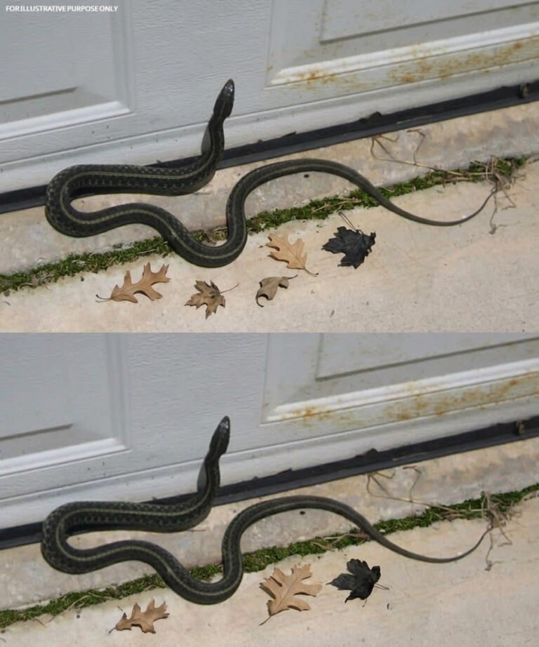 When this snake enters your house, it means you have…