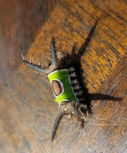 A Strange Creature in Your Home: What to Do When Faced with an Unknown and Potentially Dangerous Caterpillar