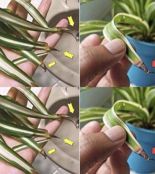 Why do the tips of herbaceous plants turn brown?