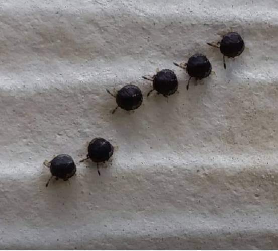 Do Not Touch These Mysterious ‘Blueberries’ in Your Garden – They Are Not What They Seem