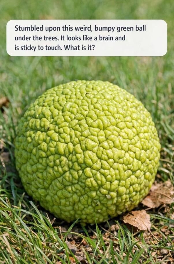Stumbled upon this weird, bumpy green ball under the trees. It looks like a brain and is sticky to touch. What is it?