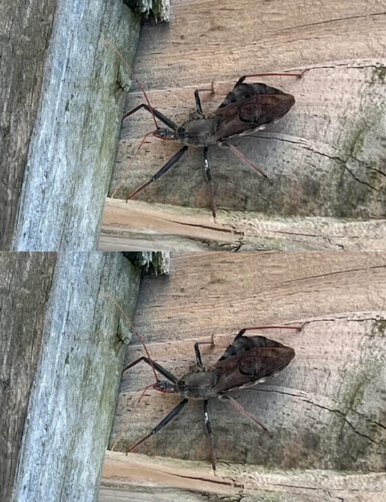 Ouch! Bitten by an Assassin Bug? Here’s Exactly What to Do (And How to Stay Calm)