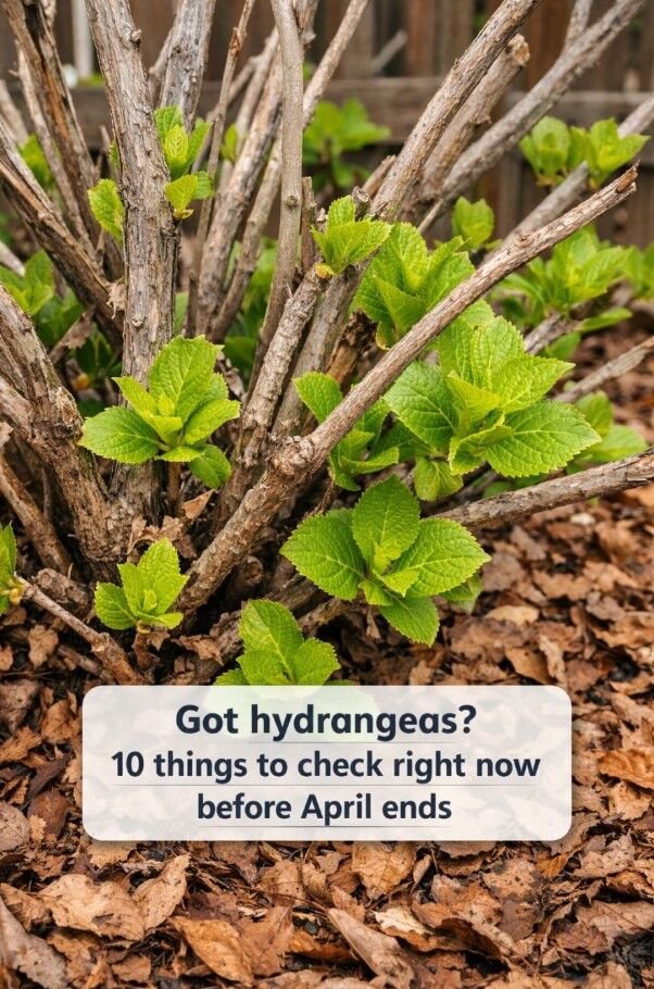 Got hydrangeas? 10 things to check right now before April ends