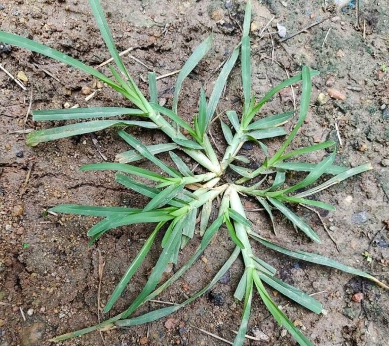 Come across this plant, and you’ve hit the jackpot. Funny thing is, most people don’t even give it a second glance. It’s one of the most miraculous in the world