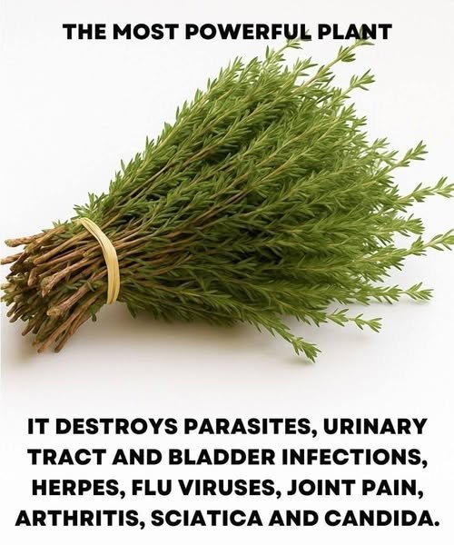 The Power of Oregano Oil: Nature’s Potent Antimicrobial for Parasites, UTIs, and Viruses