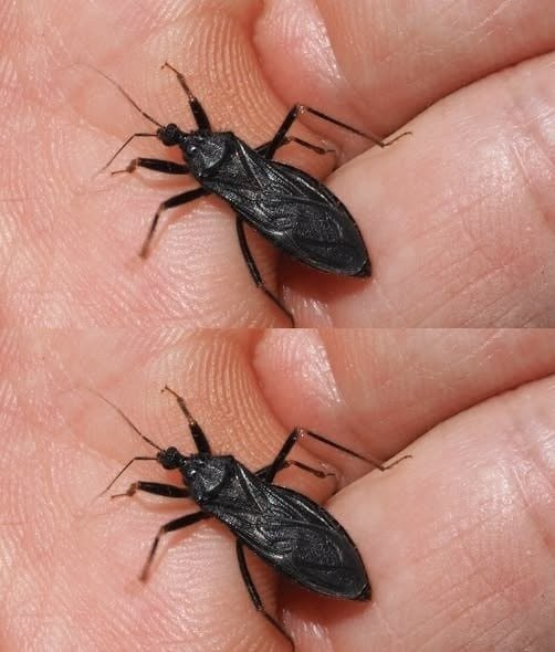 My Father Was Bitten by a Bug—Is It Dangerous? What to Do Right Now (And How to Stay Calm)