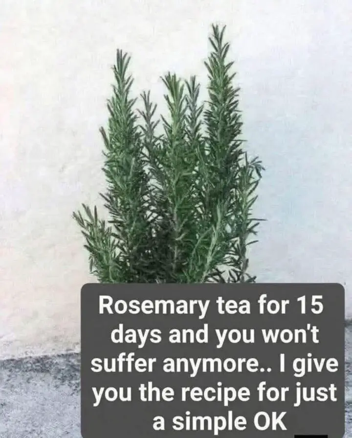 Rosemary Tea for Wellness and Natural Daily Balance