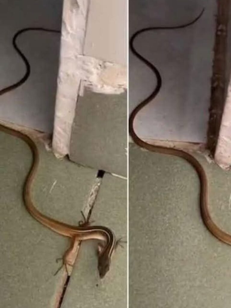 When this snake enters your house, it means you have…