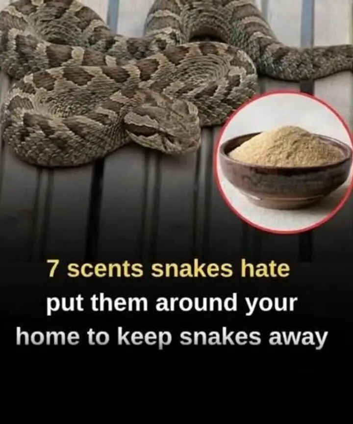 7 Smells Snakes Dislike — And How To Use Them Safely