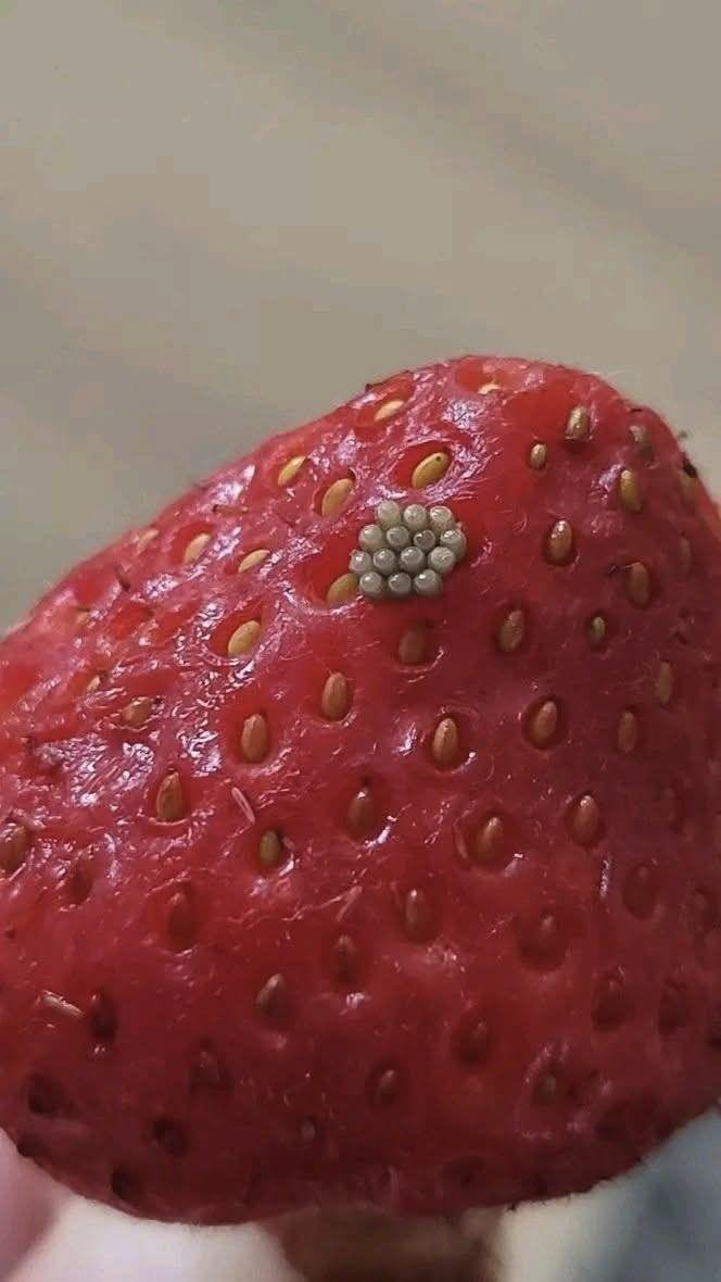 Why You Should Always Wash Your Berries: Identifying Insect Eggs on Fruit