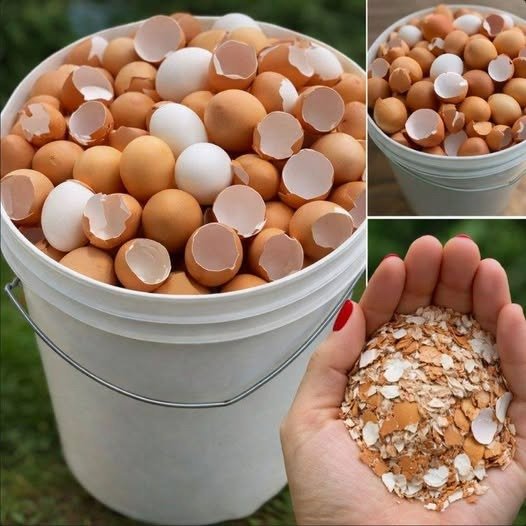 Don’t Toss Those Eggshells: 17 Ways to Reuse Them (Your Plants, Drains, and Skin Will Thank You)