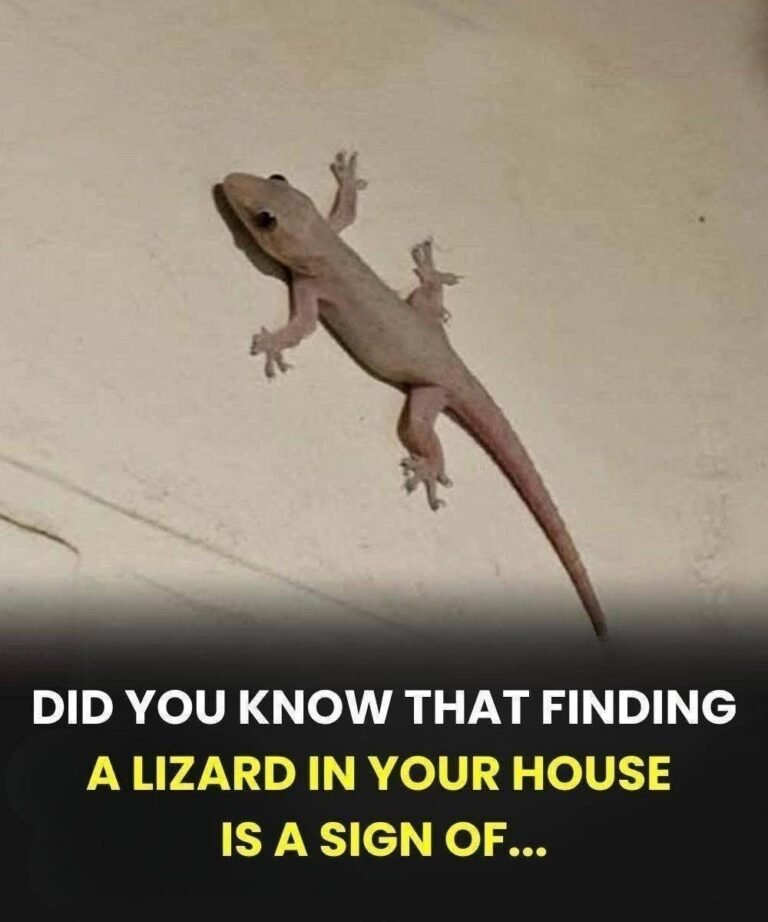 Did you know that when a lizard visits your house it’s a sign of..