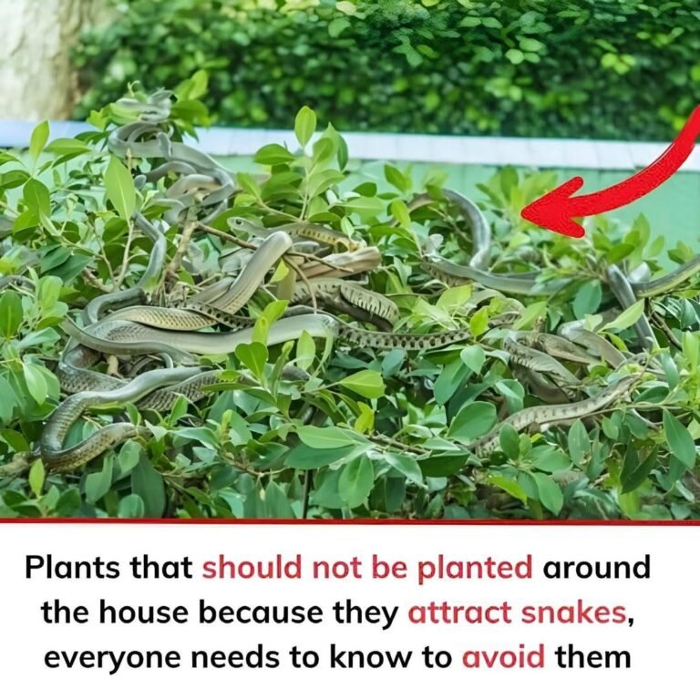 Plants That Should Not Be Planted Around the House Because They May Attract Snakes