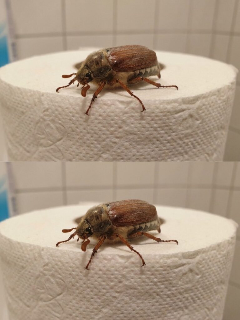 What Is This Bug? (And What to Do When You See One)