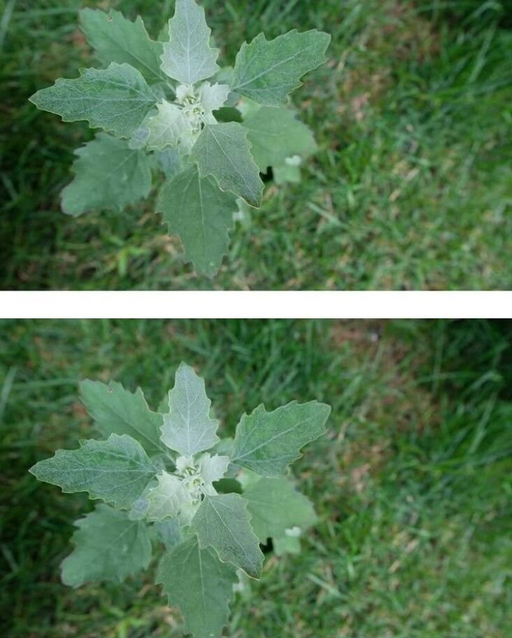 Most people have no clue. Here’s the hidden power of this plant