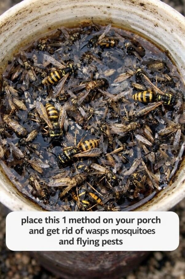 Place this 1 mixture on your porch and get rid of wasps, mosquitoes, and flying pests