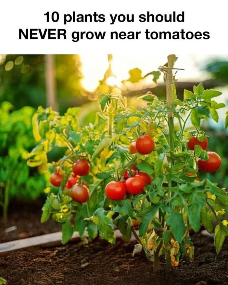 10 Plants You Should Never Grow Near Tomatoes