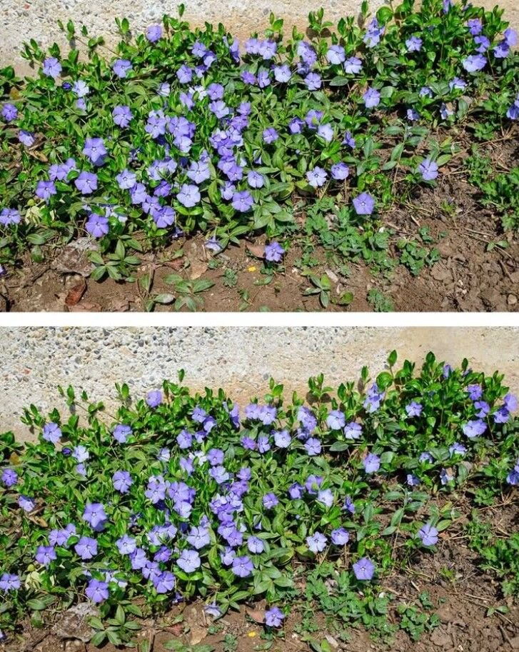 Most people are clueless about its power. This is more than just a plant. Here’s why