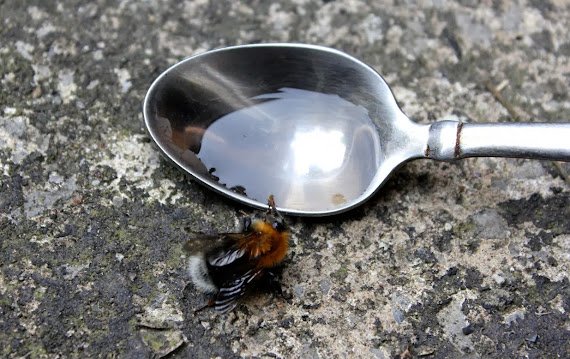Always Leave a Spoon of Sugar in Your Backyard? The Truth About Helping Bees