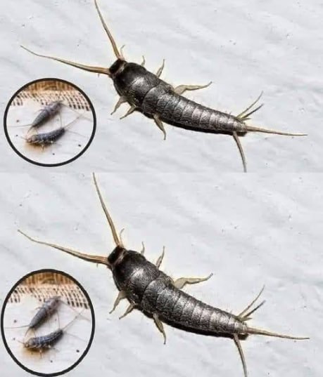 If you see this insect in your home, be extremely careful! It can be serious.
